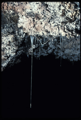 Long snotites from Snot Heaven in Cueva de Villa Luz.

