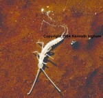 Picture of a Dipluran