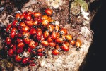 Picture of Ladybugs