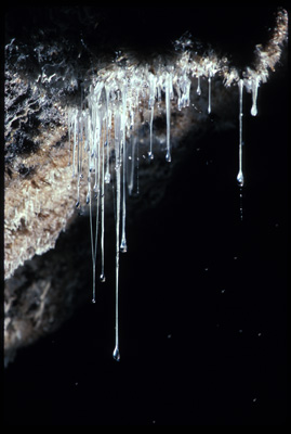 Snottite cluster in Snot Heaven in Cueva de Villa Luz.

