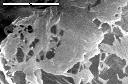 SEM image