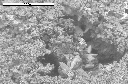 SEM image