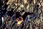 Picture of a Brown Bat