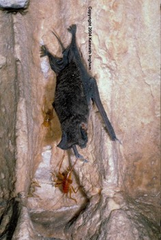 Bat Picture