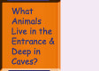 Go to What Animals Live in the Entrance and Deep in Caves?