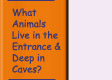Got to What Animals Live in the Entrance and Deep in Caves?