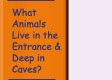 Go to What Animals Live in the Entrance and Deep in Caves?