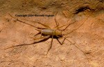 Picture of a Camel Cricket