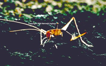 Picture of a Camel Cricket