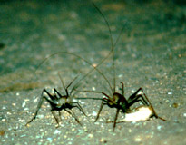 Picture of Camel Crickets Fighting