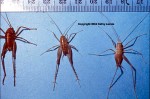 Camel Crickets compared to One Another All three species of Camel Crickets--Ceuthophilis carlsbadensis, conicadus, longipes