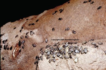 Picture of a Group of Darkling Beetles