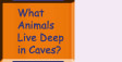 Go to What Animals Live Deep in Caves?
