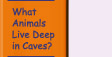 Go to What Animals Live Deep in a Cave?