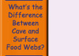 Go to What is the Difference Between Cave and Suface Food Webs?
