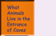 Go to What Animals Live in the Entrance of Caves?