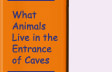 Go to What Animals Live in the Entrance of Caves?