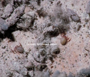 Picture of a Guano Community of Pseudoscorpions