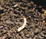 Picture of Guano Moth Larvae