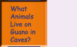 Go to What Animals Live on Guano in Caves?