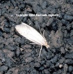 Darkling Beetle (pictured with a Guano Moth) Picture Thumbnail