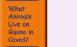 Go to What Animals Live on Guano in a Cave?