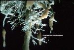 Helactite in New Section of Carlsbad Cavern.