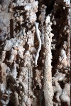 Helictite on the wall of a pool in Hidden Cave.