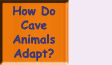 Go to How Do Cave Animals Adapt?