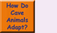 Go to How Do Cave Animals Adapt?