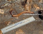 Picture of a Millipede