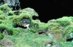 Picture of a Moss Garden
