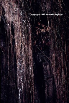 Roots with fungus? in Carmichael Cave, Mt. Eccles, Victoria, Australia