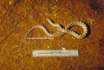 Picture of a Bullsnake