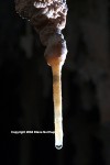 Picture of a soda straw with a drip of water.