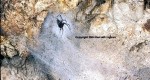 Cave Spider