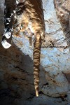 Stalactite in Hidden Cave.