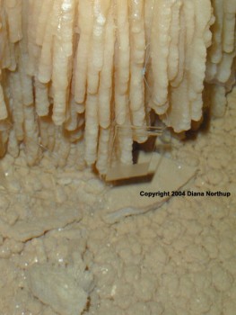 An example of an artificial substrate taken from a cave.
