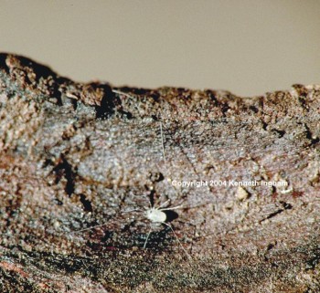 Picture of a Troglobitic Harvestman