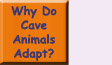 Go to Why Do Cave Animals Adapt?